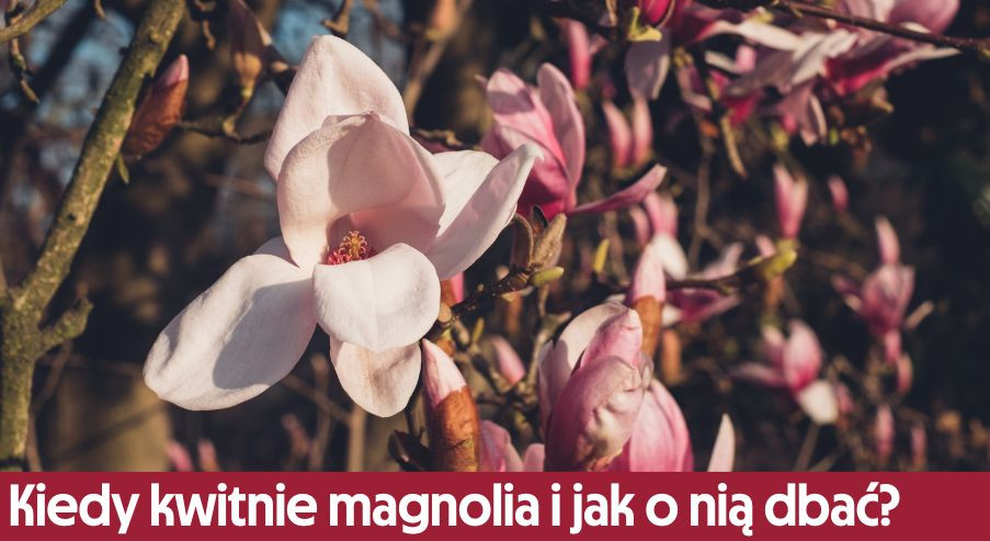 Kiedy kwitnie magnolia? Dowiedz się jak dbać!