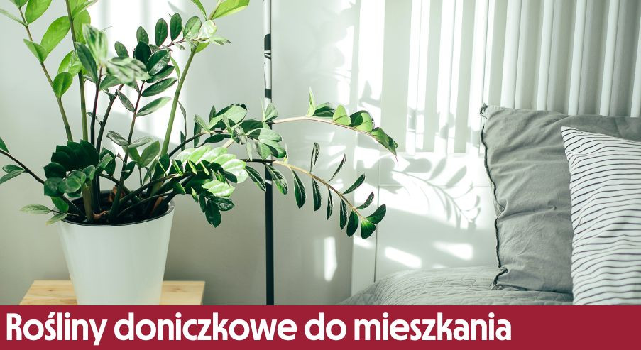 Mało wymagające rośliny doniczkowe do mieszkania