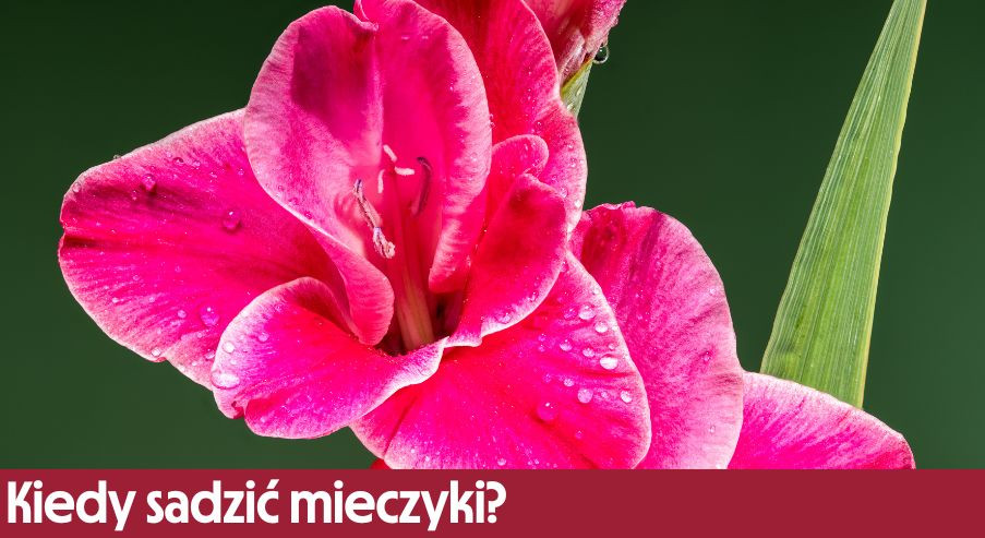 Kiedy sadzić mieczyki? Dowiedz się, jak je hodować