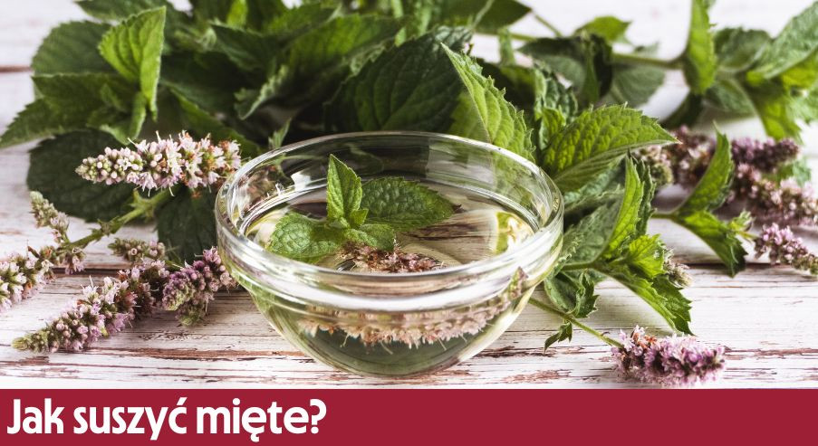 Jak suszyć mięte? Zachowaj ją na zimę!
