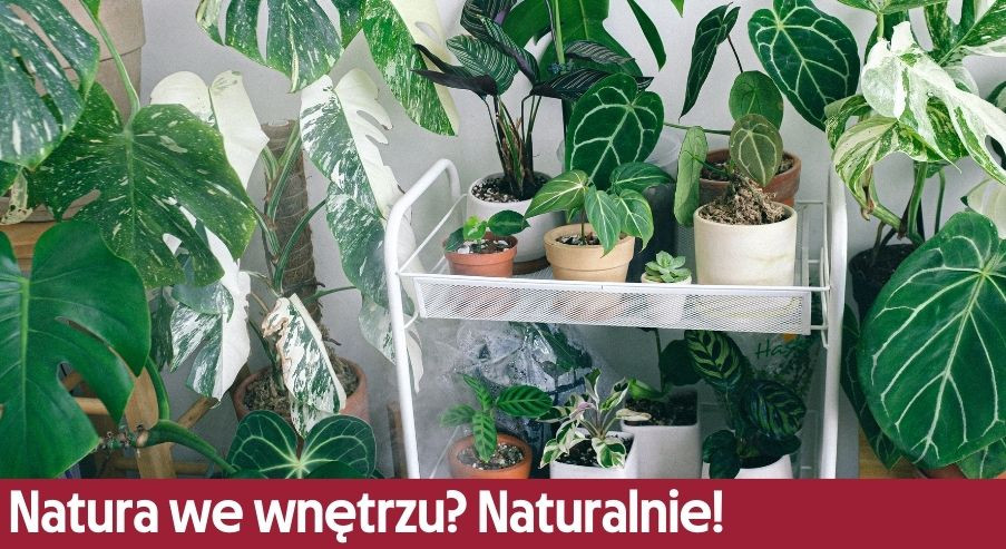 Natura we wnętrzu? Naturalnie!