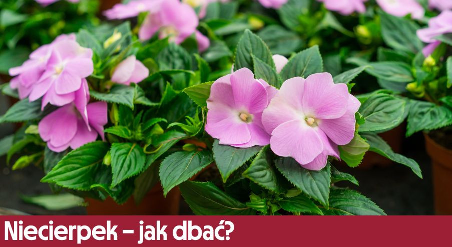 Niecierpek – jak dbać? Uprawa, pielęgnacja, podlewanie