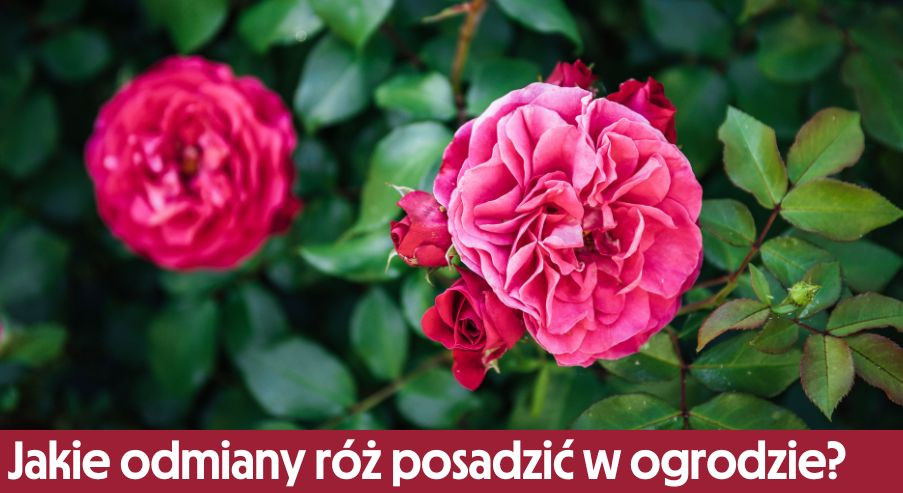Jakie odmiany róż posadzić w ogrodzie? Sprawdź najciekawsze