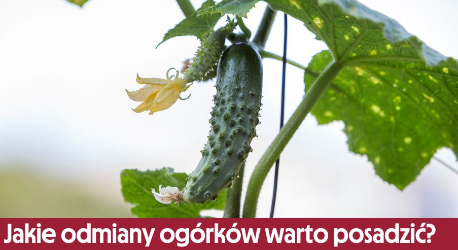 Jakie odmiany ogórków warto posadzić?