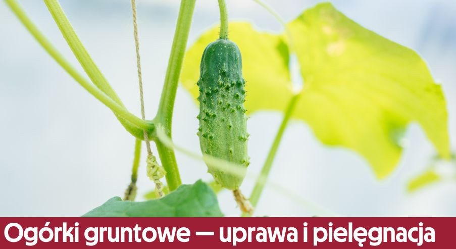 Ogórki gruntowe – wszystko co musisz wiedzieć o ich uprawie