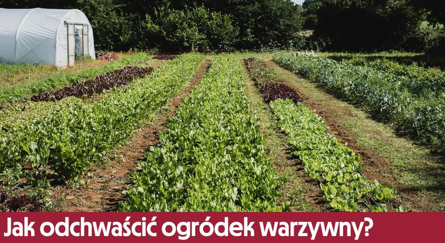 Jak odchwaścić ogródek warzywny?