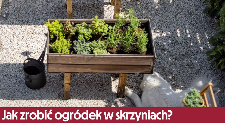 Jak zrobić ogródek w skrzyniach?