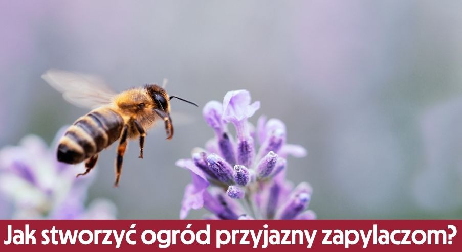 Jak stworzyć ogród przyjazny zapylaczom?