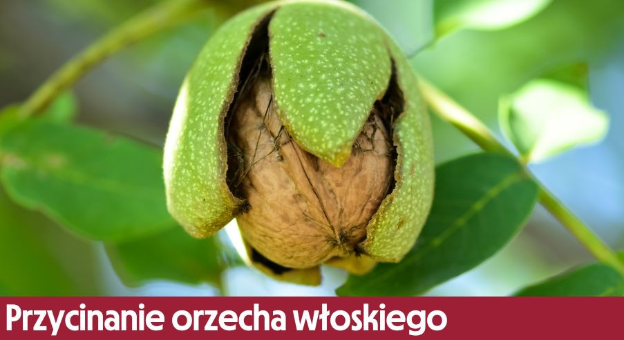 Przycinanie orzecha włoskiego – kiedy, jak i czym przycinamy?