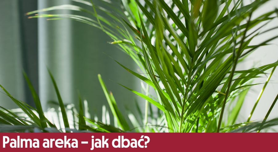 Palma areka – jak dbać?