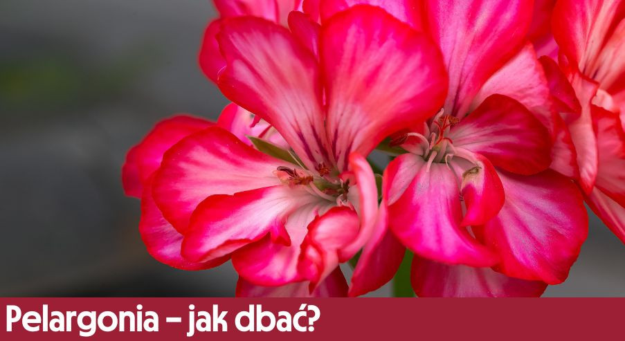 Pelargonia – jak dbać? Uprawa, pielęgnacja, podlewanie