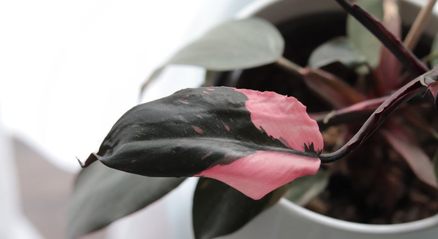 Philodendron pink princess – jak o niego dbać?