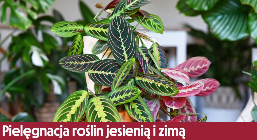 Pielęgnacja roślin doniczkowych jesienią i zimą