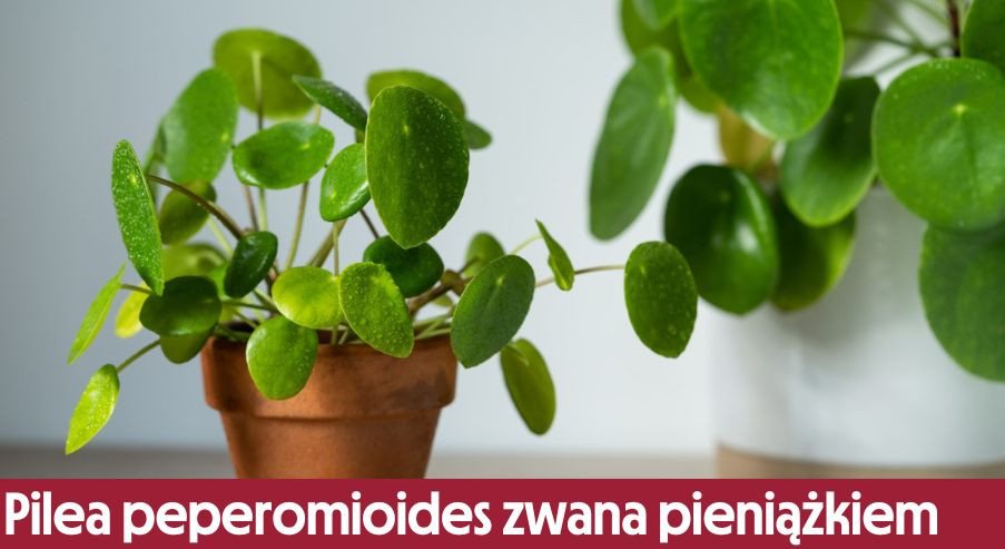 Pilea peperomioides zwana pieniążkiem – jak o nią dbać?