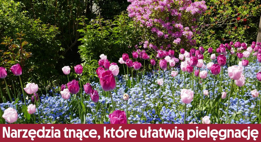 Poradnik ogrodnika - narzędzia tnące, które ułatwią pielęgnację roślin.