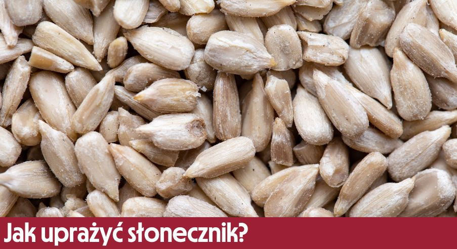 Prażony słonecznik – jak go uprażyć?