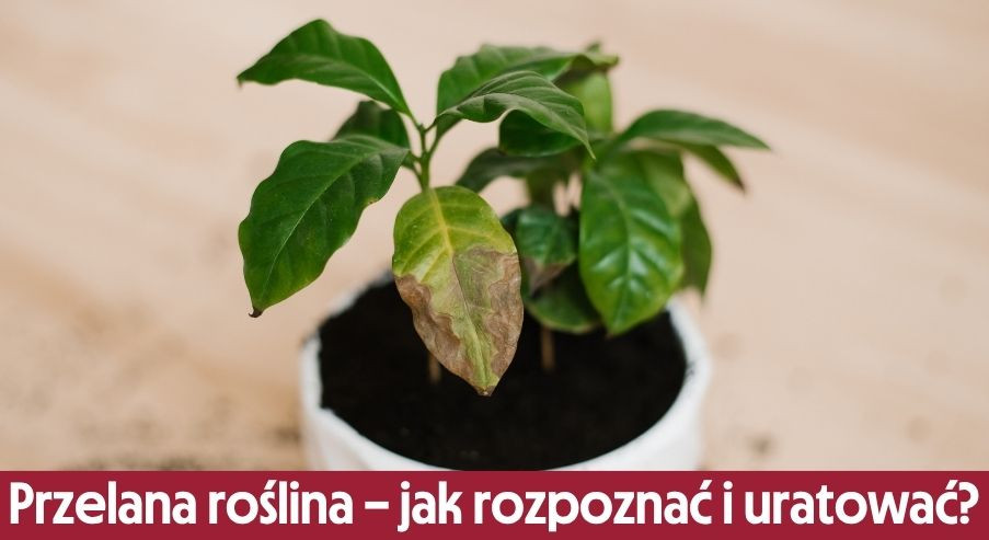 Przelana roślina – jak ją rozpoznać i jak uratować?