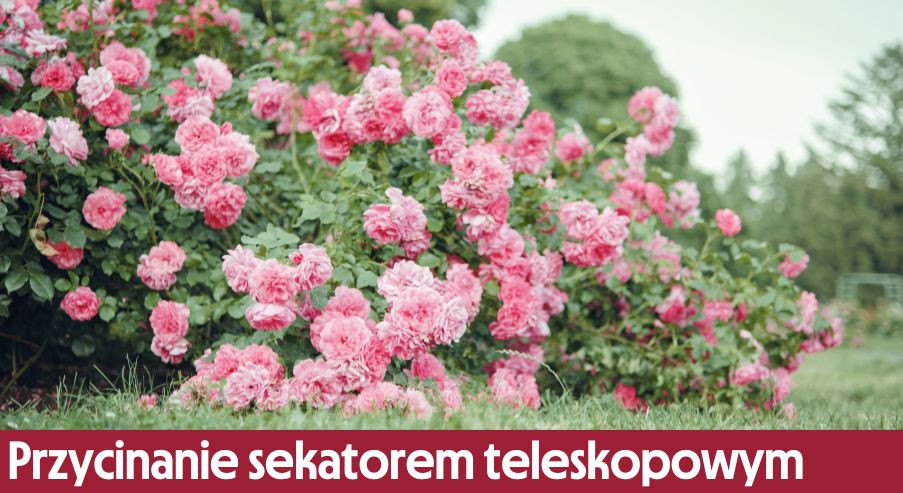 Plusy przycinania gałęzi sekatorem teleskopowym