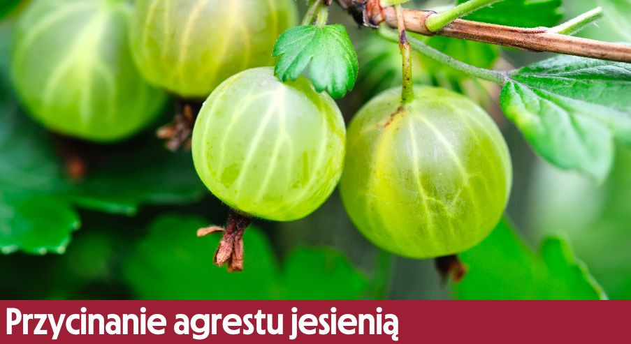 Przycinanie agrestu jesienią - jak, kiedy i czym?