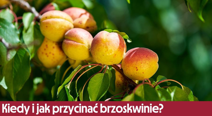 Kiedy i jak przycinać brzoskwinie?