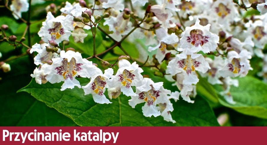 Przycinanie katalpy – jak, kiedy i czym?