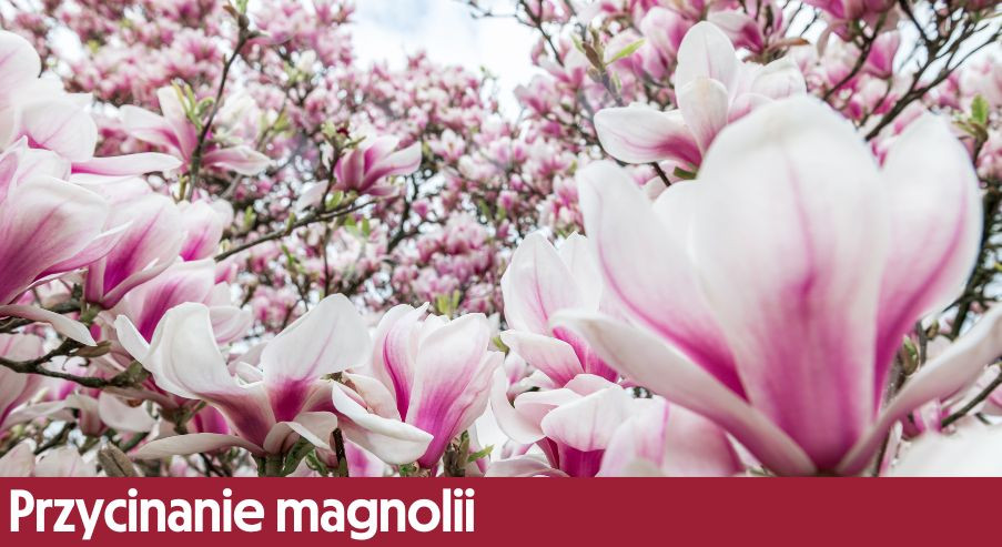 Przycinanie magnolii – czy i kiedy, jak i czym przycinamy delikatne gałęzie