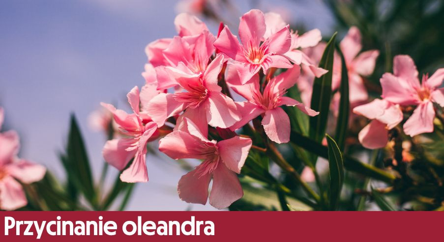 Przycinanie oleandra – kiedy, jak i czym przycinamy, by pobudzić kwitnienie