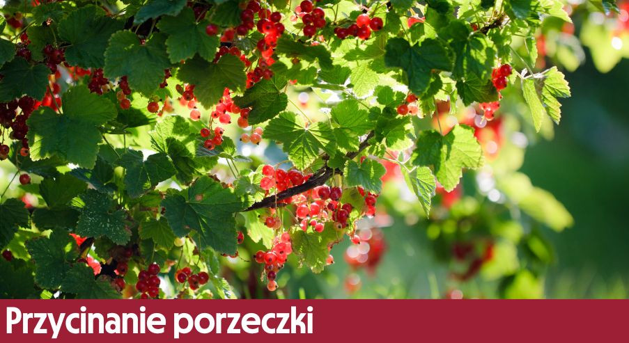 Przycinanie porzeczki – kiedy, jak i czym przycinamy białą, czerwoną i czarną