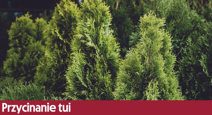 Przycinanie tui – sprawdź, kiedy, jak i czym przycinamy ten popularny żywopłot