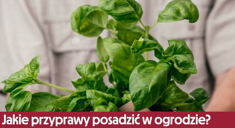 Przyprawy w ogrodzie. Co warto posadzić?