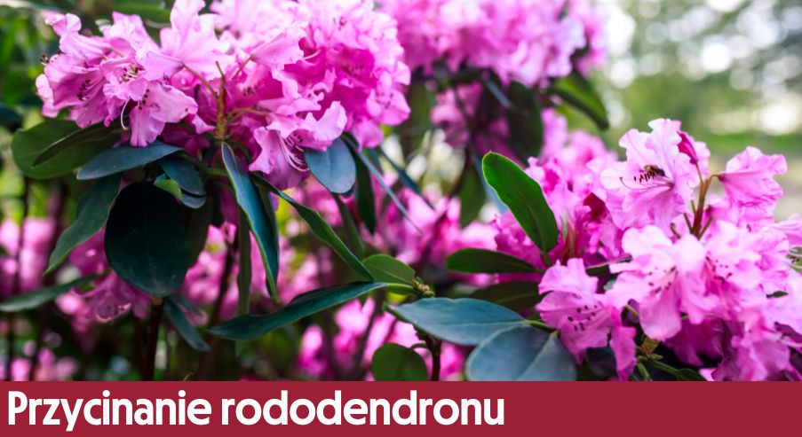 Przycinanie rododendronu – kiedy, jak i czym przycinamy po przekwitnięciu