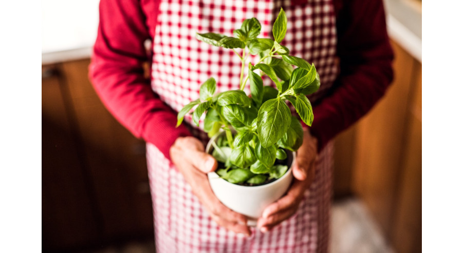 Rośliny jadalne do kuchni – jakie hodować na parapecie