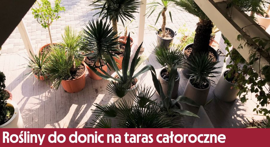 Rośliny do donic na taras całoroczne – 20 propozycji