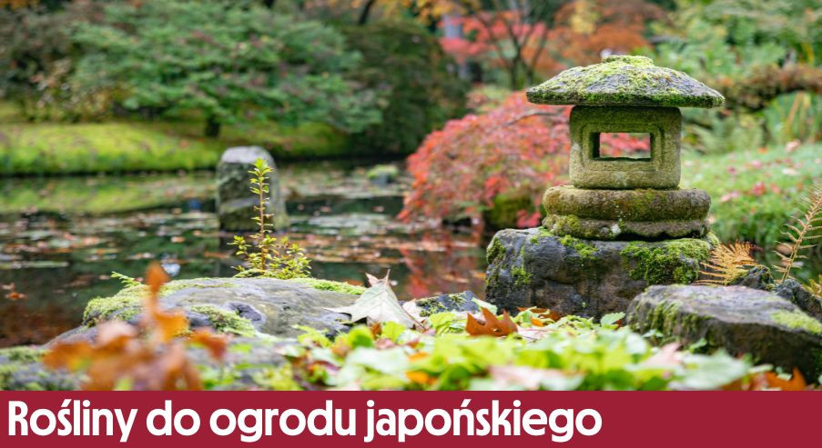 Rośliny do ogrodu japońskiego – jakie wybrać?