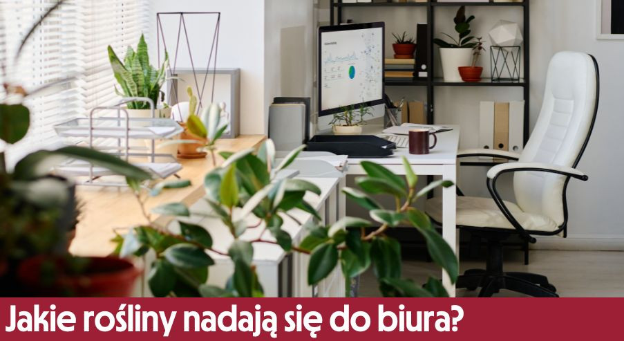 Jakie rośliny nadają się do pomieszczeń biurowych?