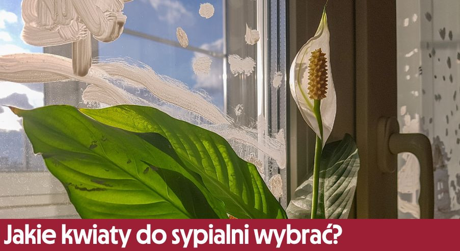 Jakie kwiaty do sypialni wybrać? Przegląd roślin doniczkowych