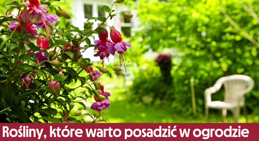 Rośliny, które warto posadzić w ogrodzie