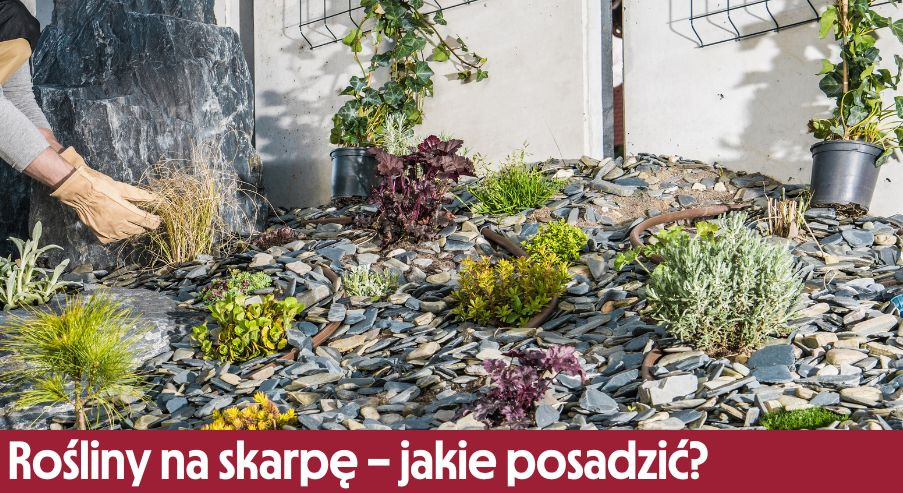 Rośliny na skarpę – jakie posadzić?