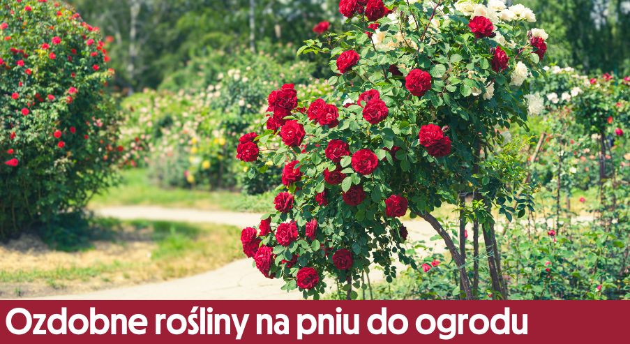 Ozdobne rośliny na pniu do ogrodu. Poznaj nasze inspiracje!