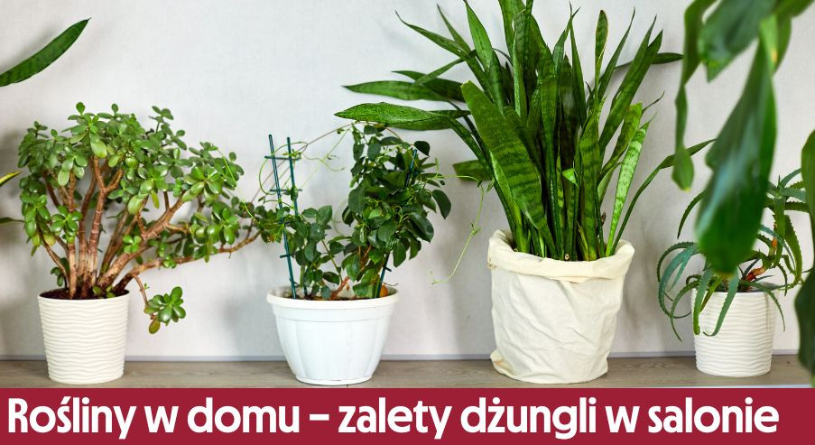 Rośliny w domu – zalety dżungli w salonie