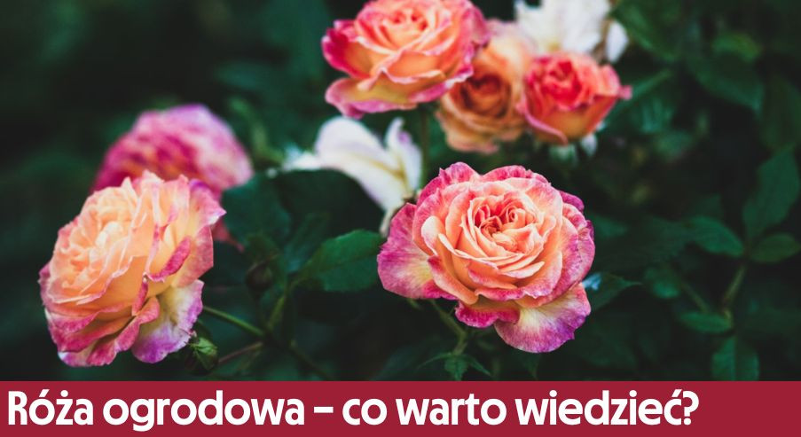 Róża ogrodowa – co warto o niej wiedzieć?