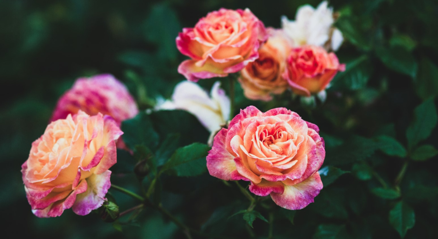 Róża ogrodowa – co warto o niej wiedzieć?