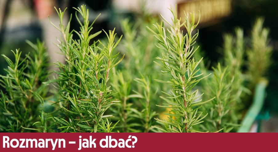Rozmaryn – jak dbać? Uprawa, pielęgnacja, podlewanie, przycinanie