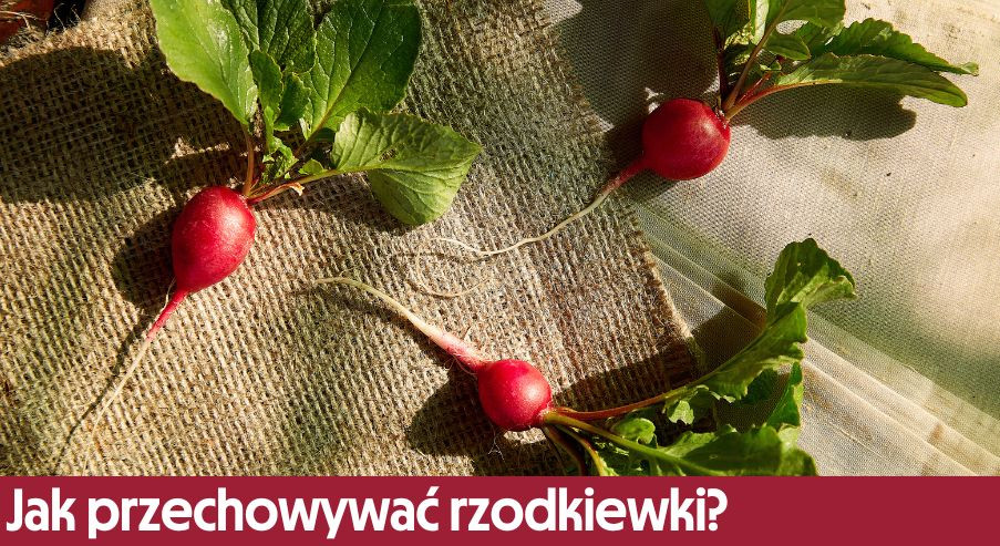 Jak przechowywać rzodkiewki?