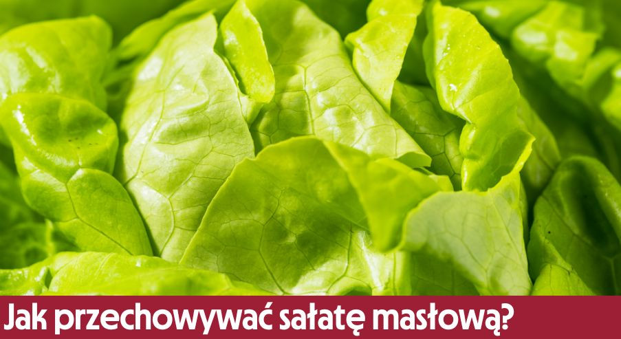 Jak przechowywać sałatę masłową?