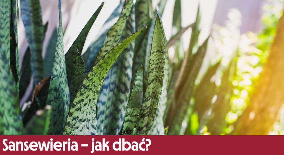 Sansewieria – jak dbać? Uprawa, pielęgnacja, podlewanie