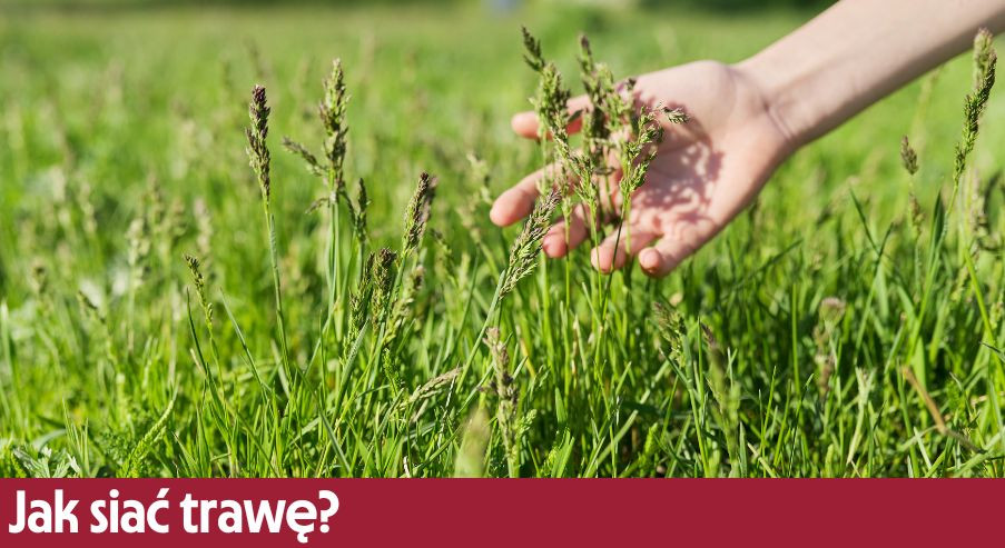Jak siać trawę? Sianie trawy – poradnik krok po kroku