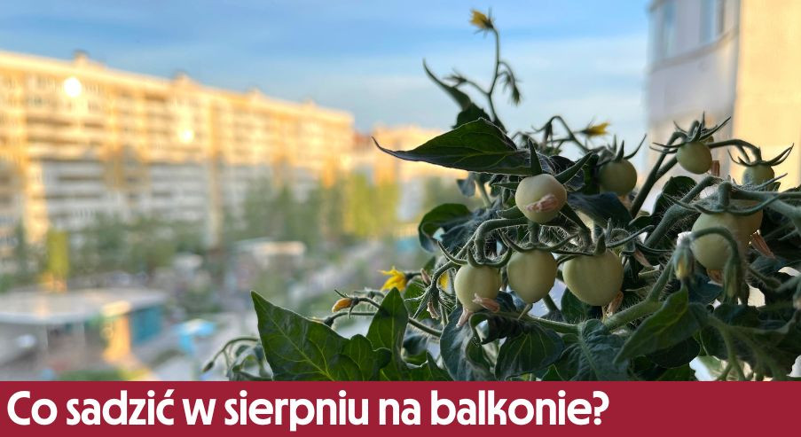 Co sadzić w sierpniu na balkonie?