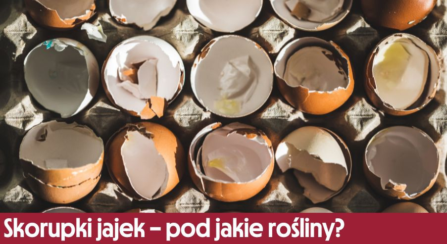 Skorupki jajek – pod jakie rośliny?