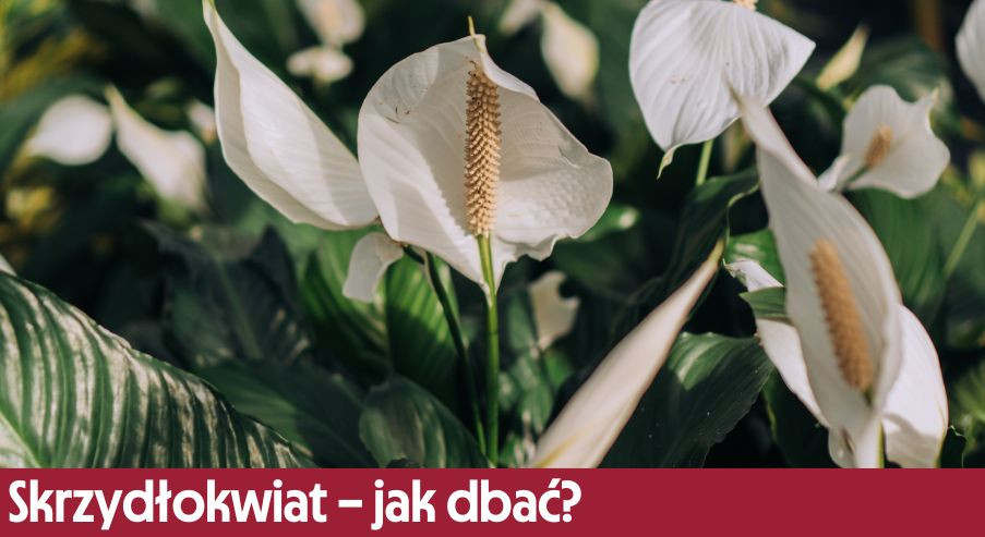 Skrzydłokwiat – jak dbać? Pielęgnacja, podlewanie i inne wskazówki